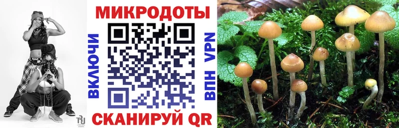 Купить где  Тутаев  Псилоцибиновые грибы Cubensis 
